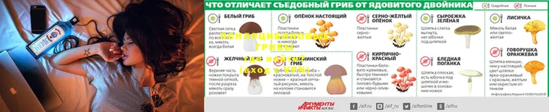 цена   Бодайбо  Псилоцибиновые грибы Magic Shrooms 